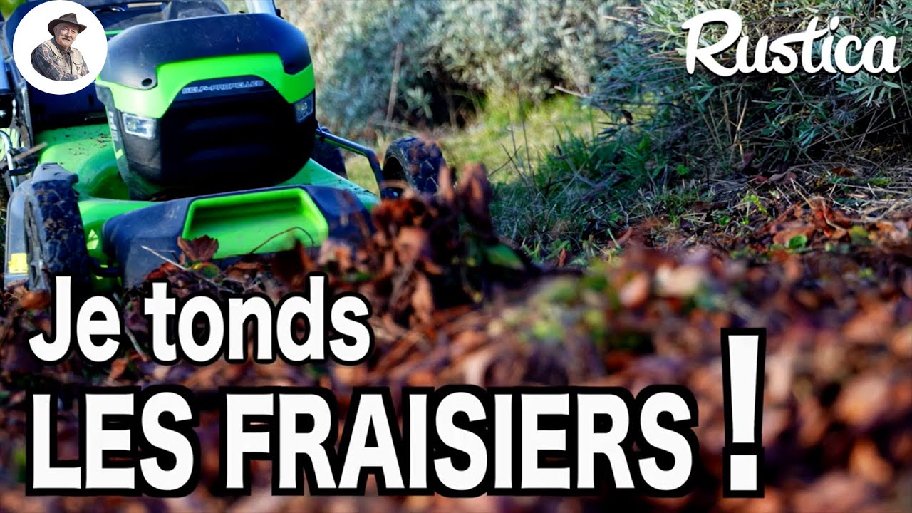 Tondre les fraisiers