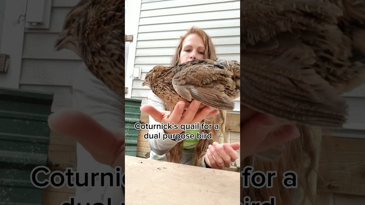 Best Quail for Meat & Eggs #shorts #quail #coturnixquail #backyardfarming
