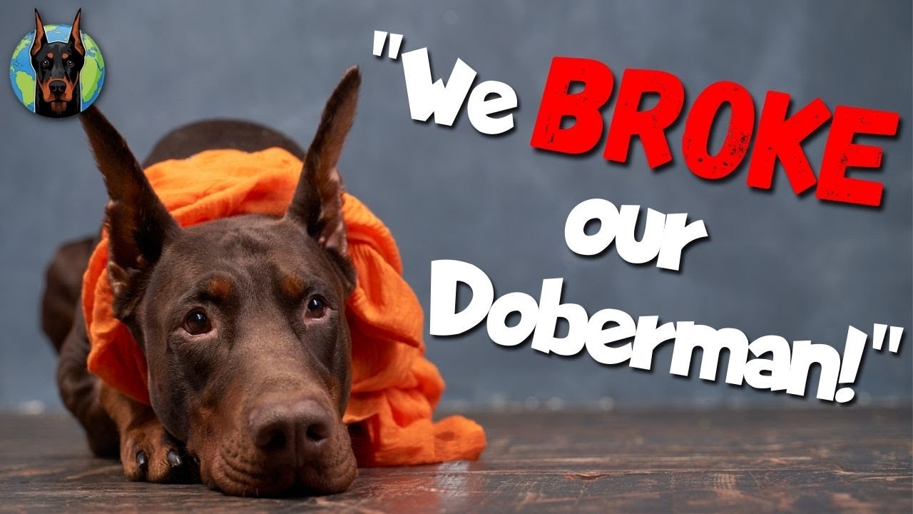 Don't RUIN Your Doberman by Going on Vacation! (Do This Instead)