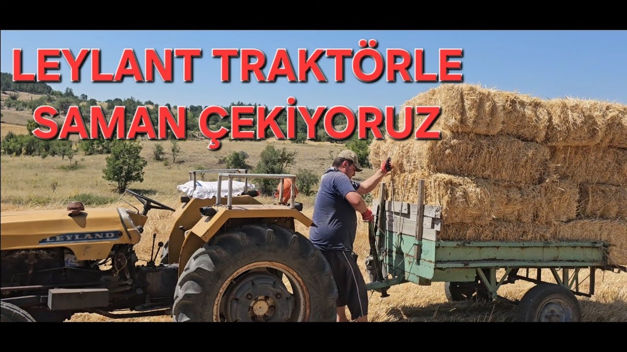 Leylant Traktörle Saman Çekiyoruz