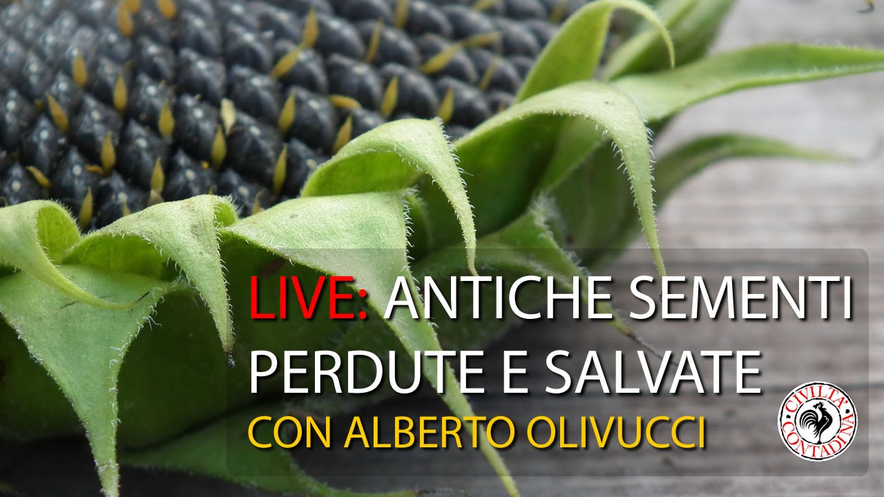 Live - Antiche Sementi Perdute e Salvate [con Alberto Olivucci]
