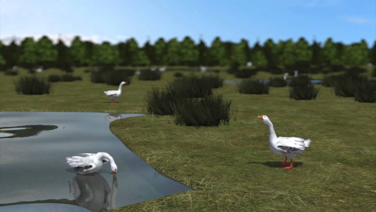 Birds falling from the sky: Avian cholera kills thousands of wild geese in Idaho