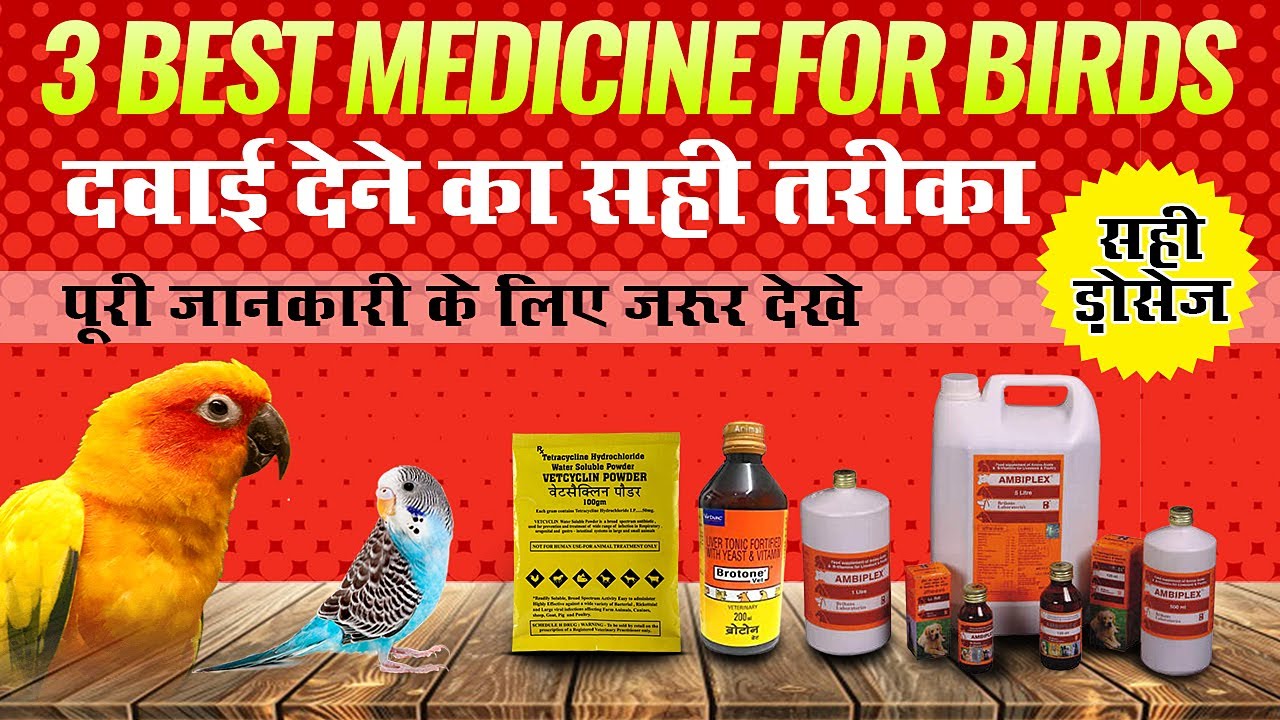 Love Birds Medicine in Hindi | Tetracycline for Birds | Brotone Liver Tonic in Hindi - [HINDI]