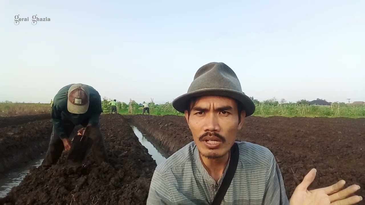 PANDUAN LENGKAP!! Pengolahan Tanah Untuk Tanam Bawang Merah Lahan Bekas Tanaman Bawang