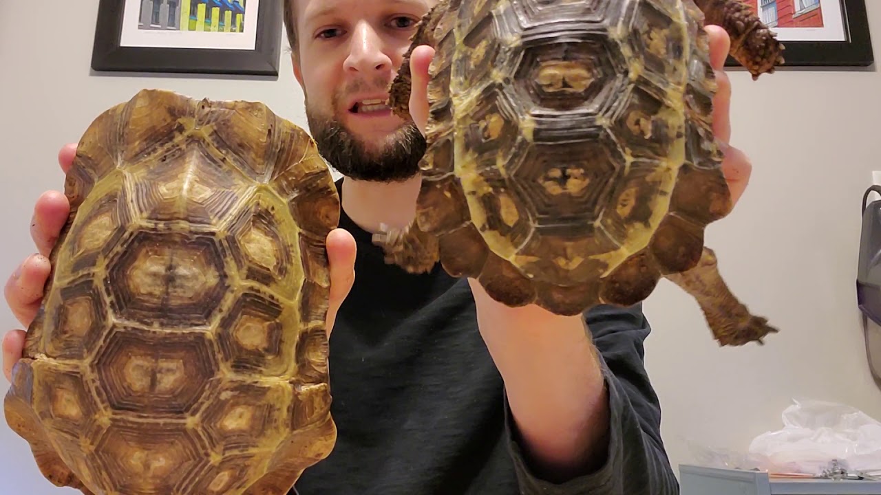 Kinixys homeana (Homes' hingeback tortoise) Basics