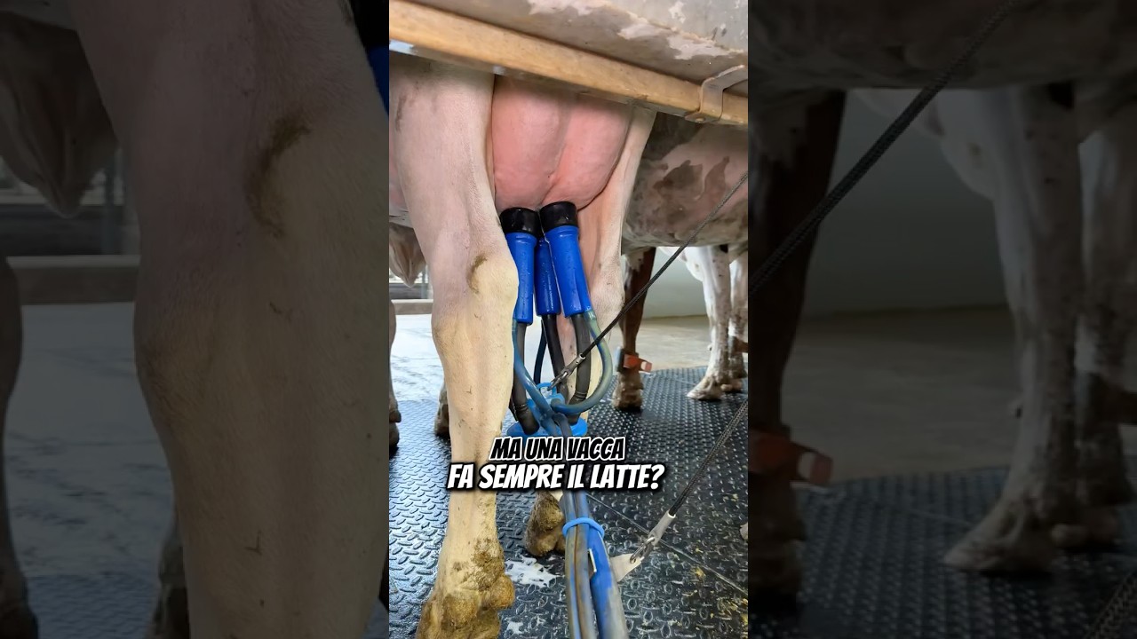 COSA C&rsquo;&Egrave; DIETRO OGNI GOCCIA DI LATTE? 🥛🤔 #latte #mungitura #cowcomfort #allevatori
