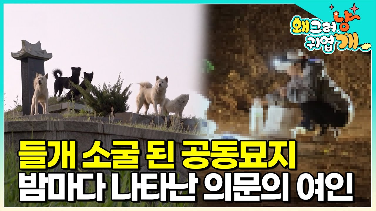 밤 10시가 되자&hellip; 수상한 차량이 한대 공동묘지로 들어오더니&hellip; 김포의 한 공동묘지를 점령한 들개, 왜 이곳에 정착했을까?│#왜그러냥귀엽개