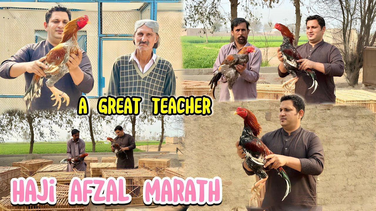 Haji Afzal Marath aseel shoq and interview