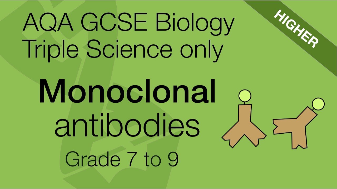 AQA GCSE Biology: Monoclonal Antibodies Explained | Higher Tier Revision