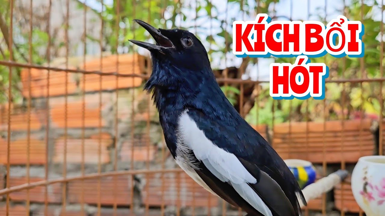 Chòe than hót đấu hót hay kích bổi khó mấy cũng hót đấu lại #choethan #kacer 