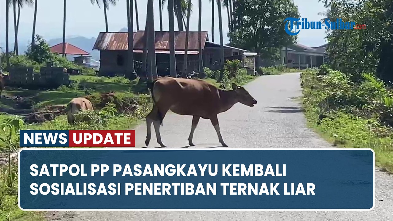 Satpol PP Pasangkayu Kembali Sosialisasi Penertiban Ternak Liar di Tanjung Babia dan Tanjung Parappa
