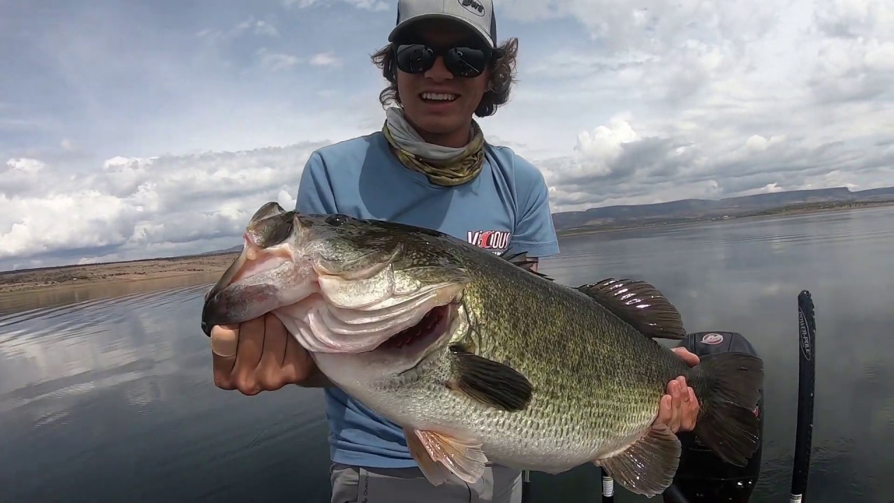 Lobina de 4.5 KG ATACA mi currican
