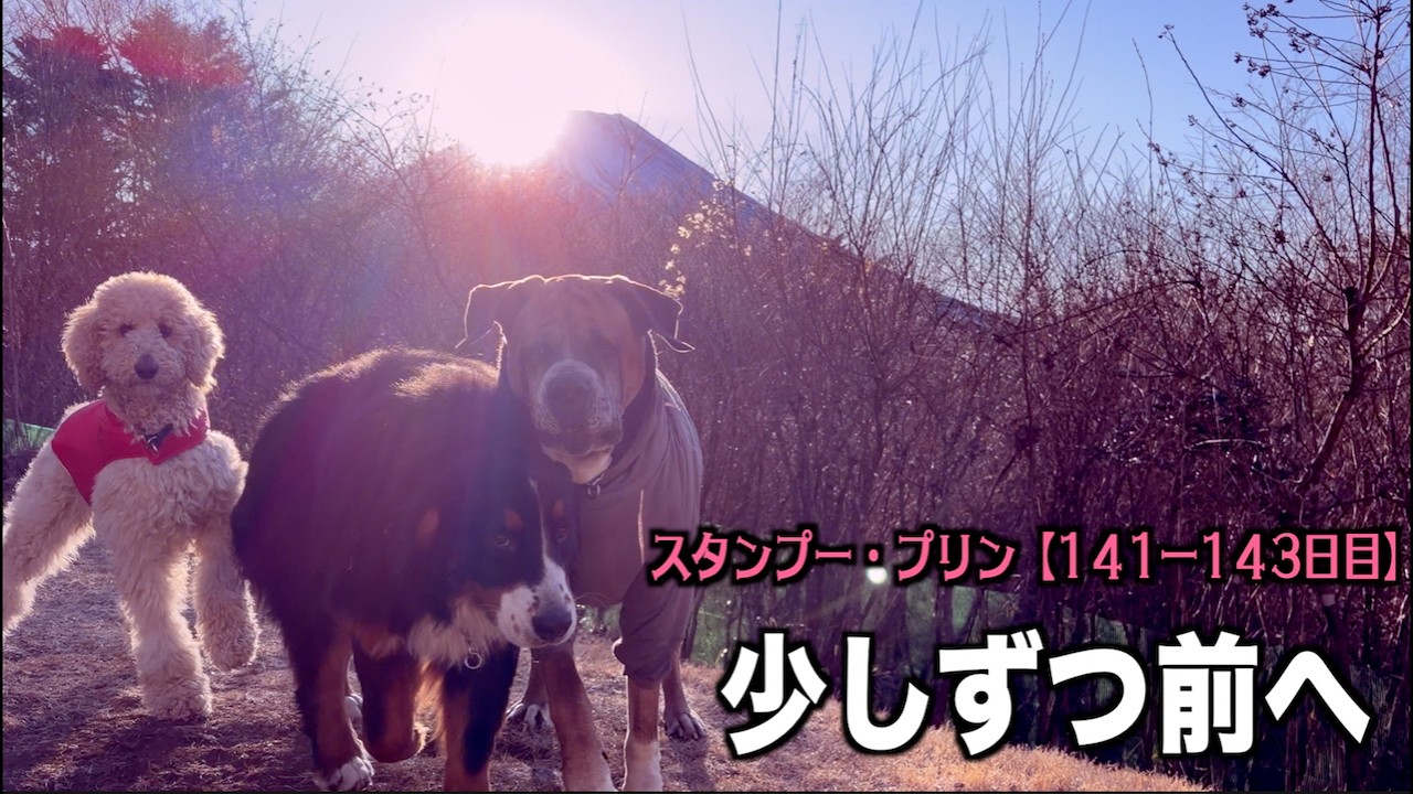 成長はゆっくりだけど前進【プードル141 143日目】