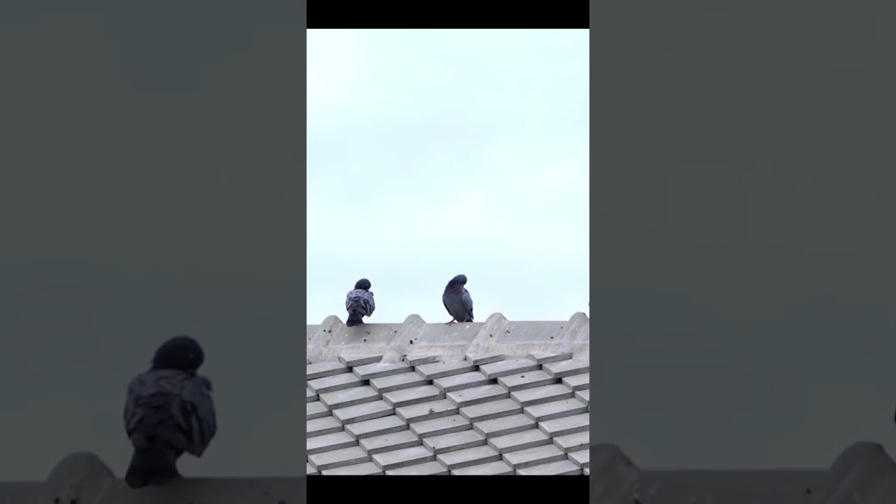 Do you like Pigeons? 