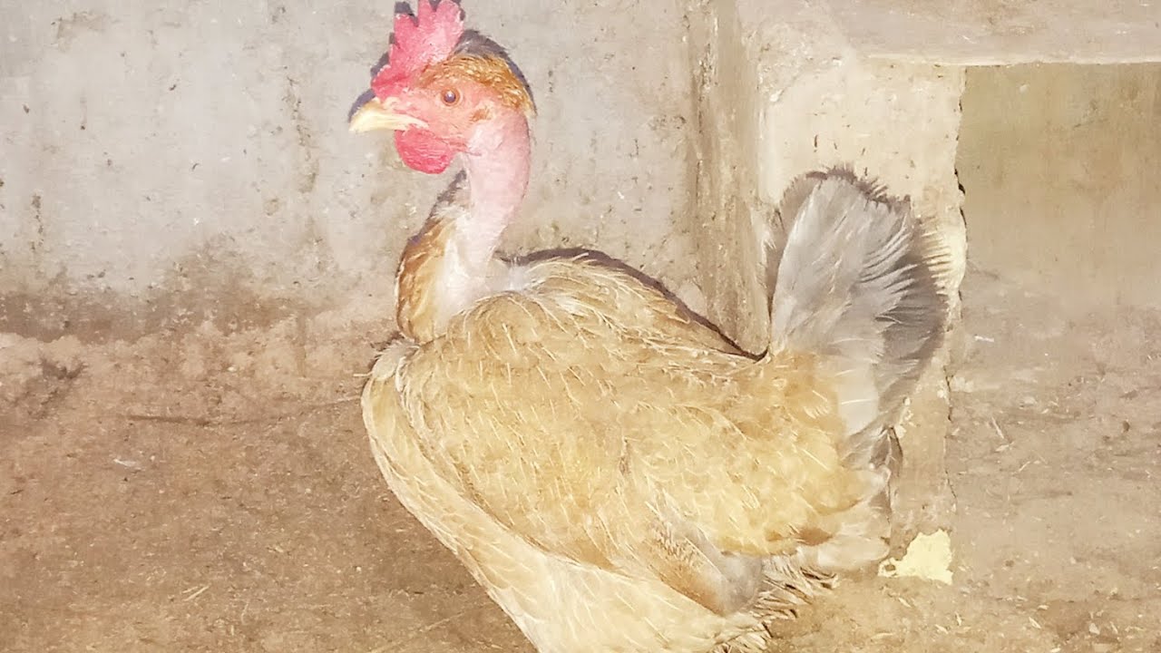 بعنه الديج الأبيض + دجاجتين 