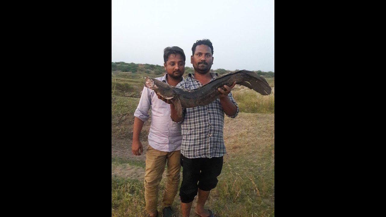 Around 6 KG Murrel fish  (snake Head fish) catch with the hook using Crab #fishing