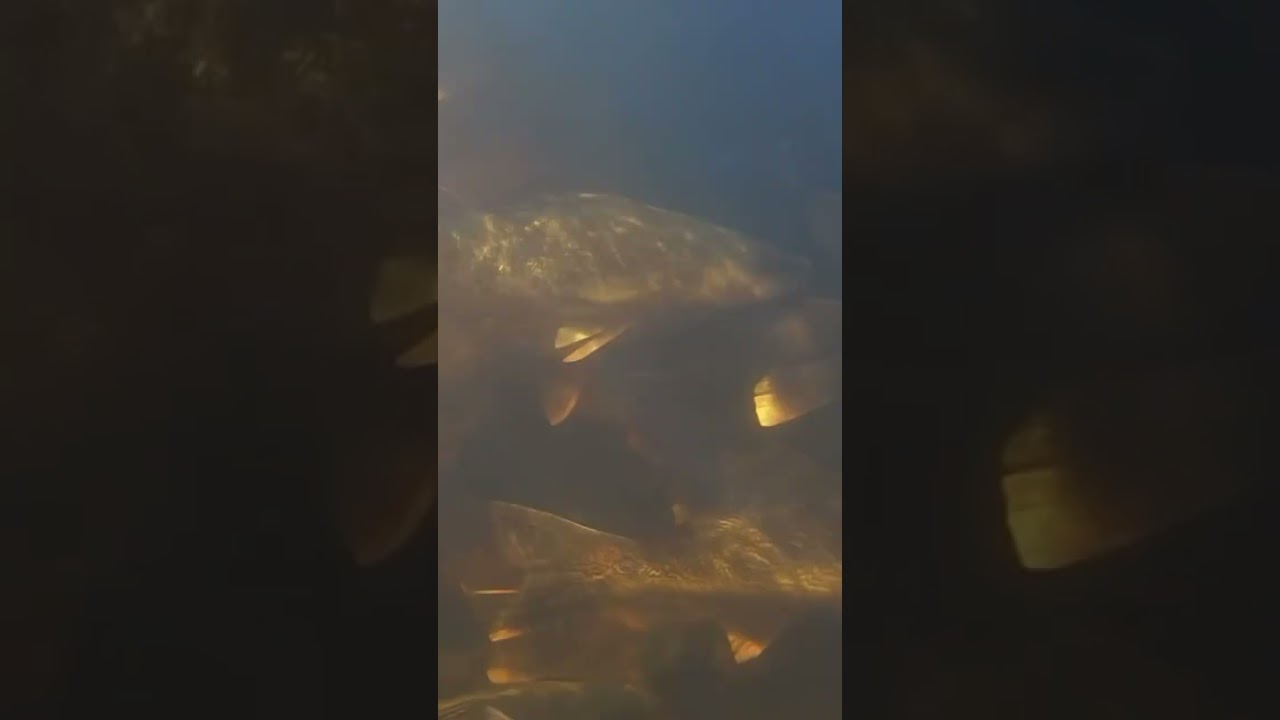 Wow there is a lot of walleyes down there!#fyp #walleyefishing #spawning #openwaterfishing