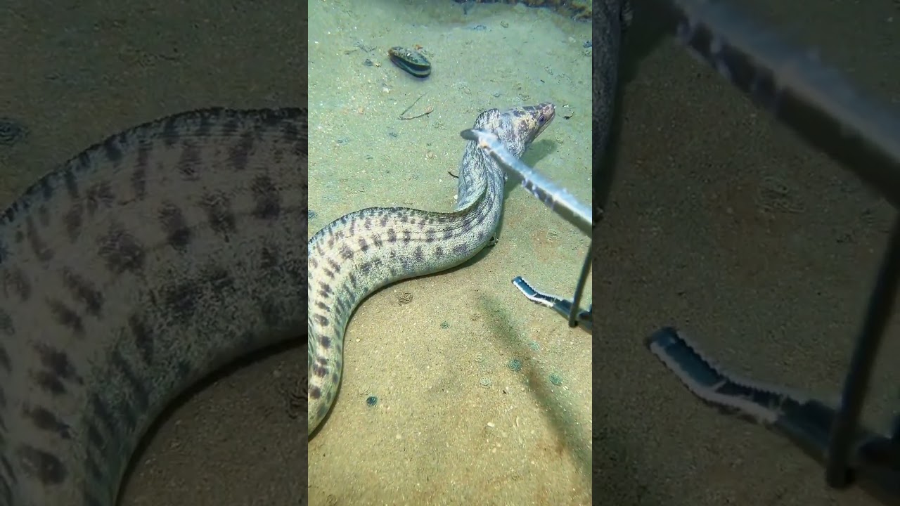 Diving Deep to Catch Seafood &ndash; Nature&rsquo;s Ultimate Challenge! #Diving #Fishing #Crab#sea cucumber