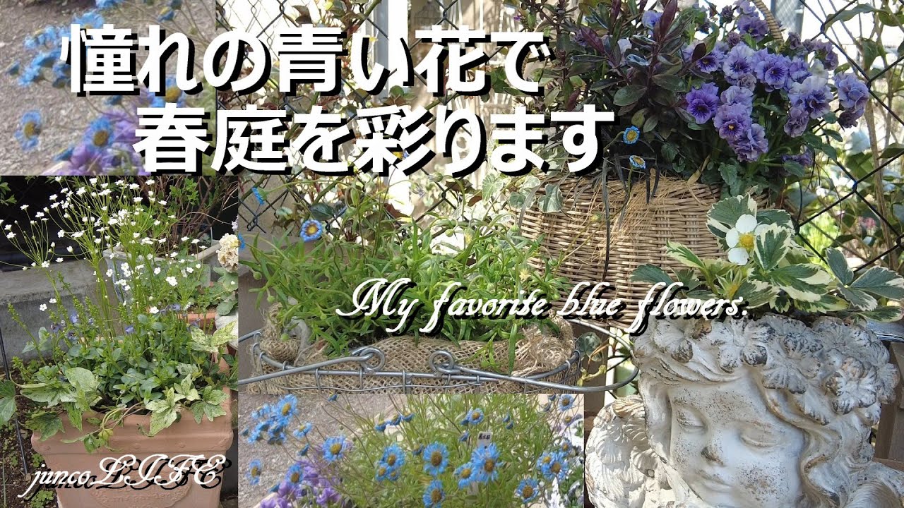 埼玉県加須市の玄蕃ファームさんで素敵なお買い物＊お迎えした青い花＊猫ちゃん