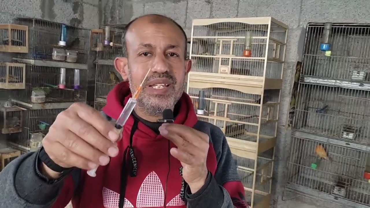 انحشار البيضة في بطن الأنثى 