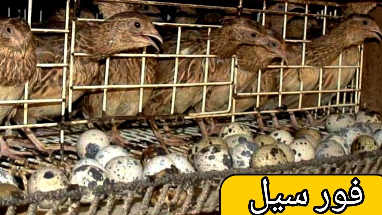 Quail Farming Producing And Collecting Thousands of Eggs Everyday Btara Farming