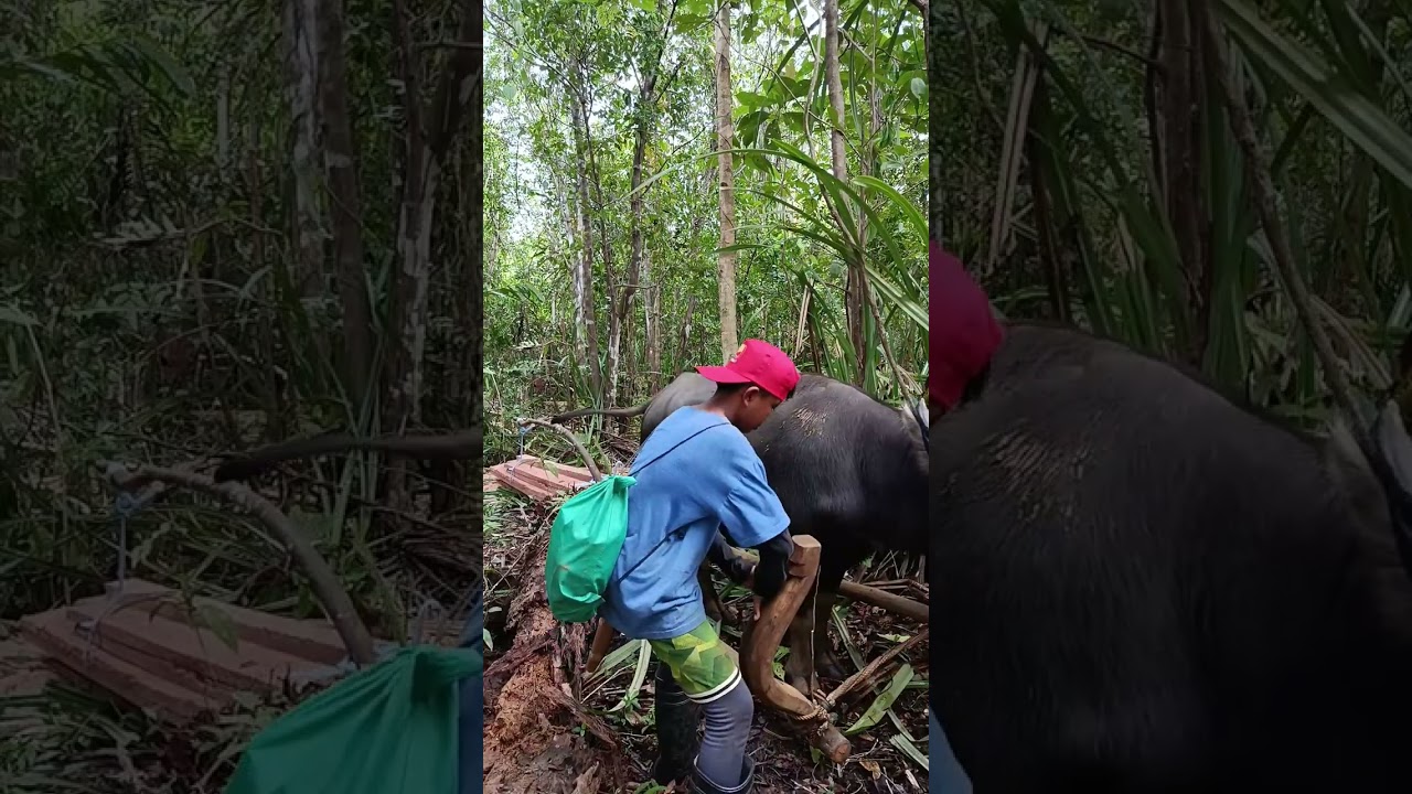 Buhay Probensya #bukid #carabao #nature #fypシ゚viral 
