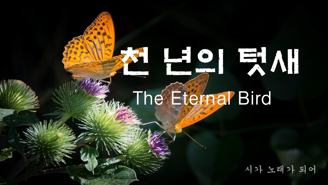 [K- Waltz Ballad] 천 년의 텃새 | The Eternal Bird | 세상 끝의 폭풍 속에서 지켜낸 약속 | 하늘이 맺어준 단 하나의 둥지