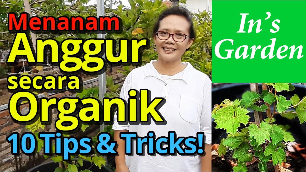 10 Tips & Tricks Menanam Anggur Organik | Mudah Dan Super Subur | In's Garden Bali