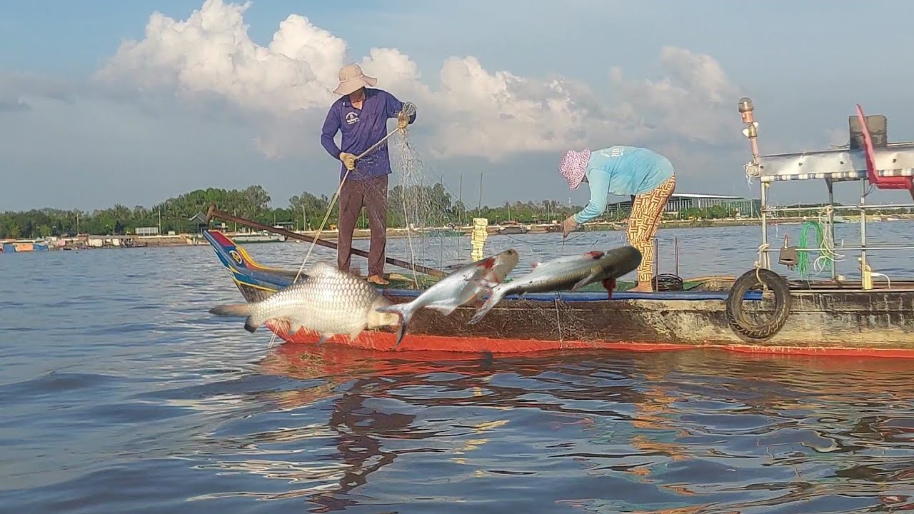 Thả Lưới  Sông tiền kiếm vài triệu mỗi ngày vào Mùa Này Dính Toàn Cá Khủng @Bốn Mùa Sông Nước
