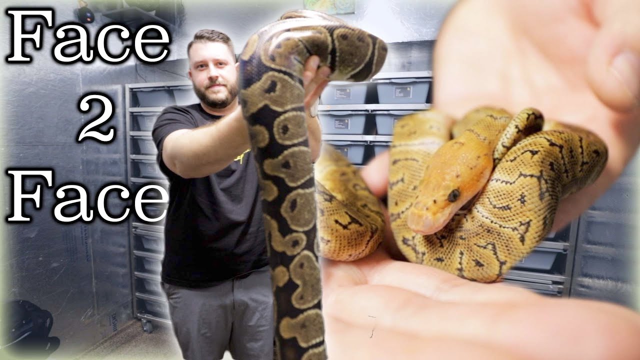 Face to face with a HUGE ball python