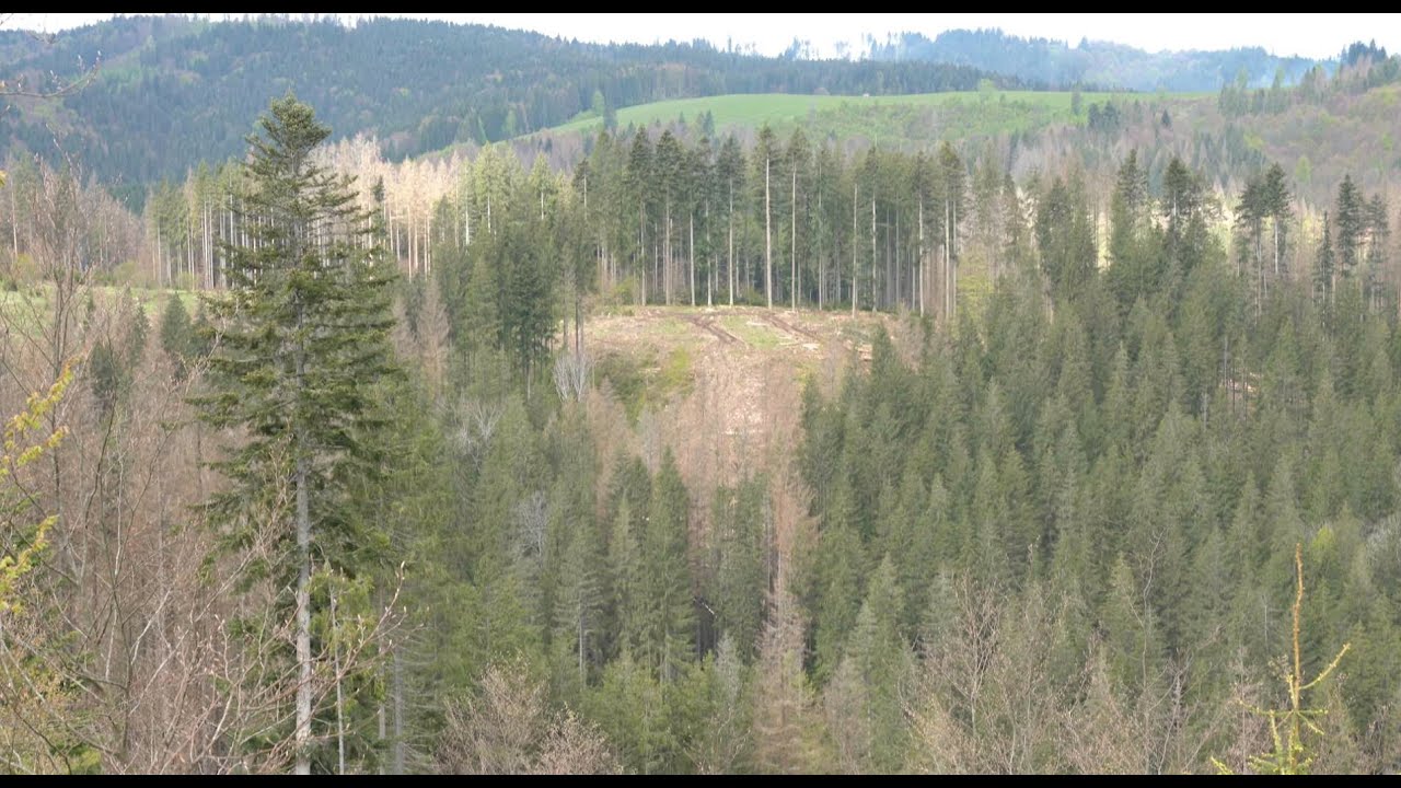 Podkôrniková kalamita na Čiernom Balogu