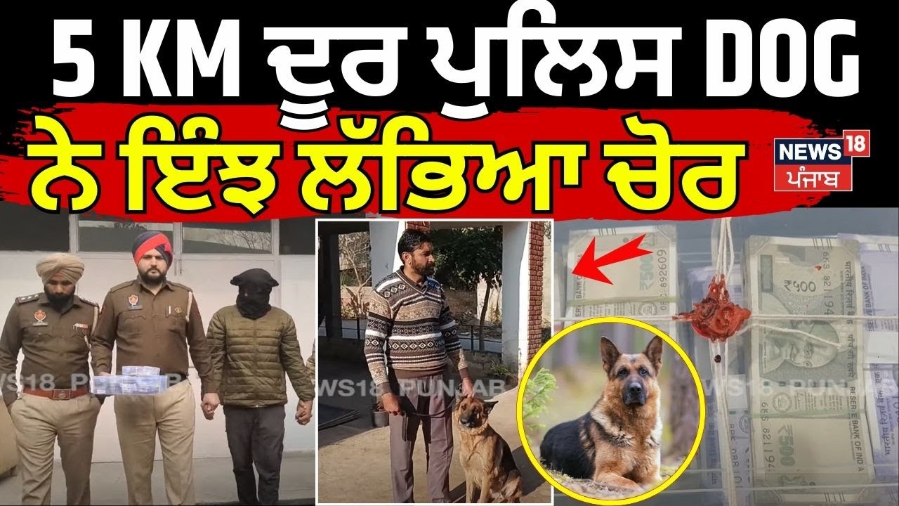 Faridkot Loot News | 5 KM ਦੂਰ ਪੁਲਿਸ DOG ਨੇ ਇੰਝ ਲੱਭਿਆ ਚੋਰ | Punjab Police | Punjab News | N18V