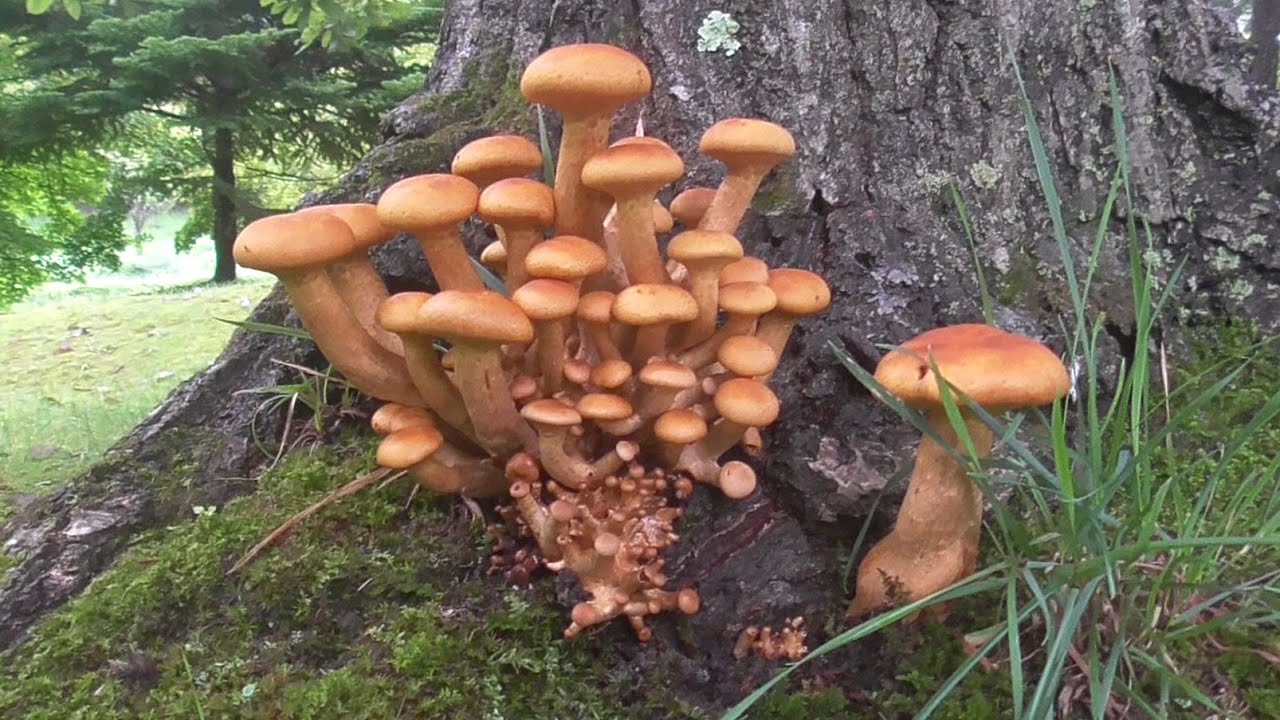 【夏きのこ終了のお知らせ】ポルチーニの森が1週間でオオワライタケの森になってた件