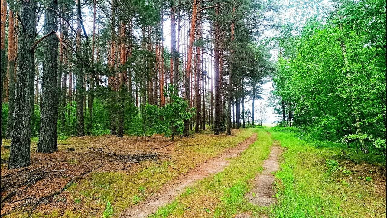 Спокойное пение птиц в глубине леса 🌿 Природная атмосфера для релаксации