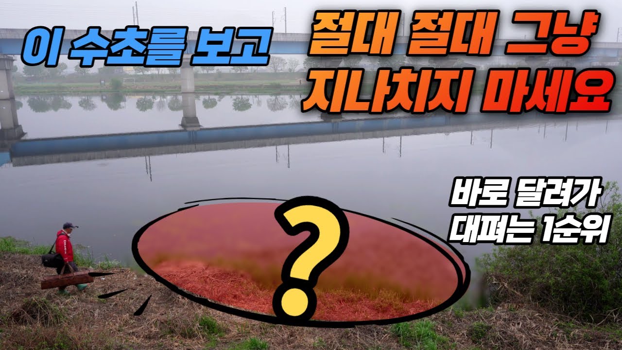 이수초를 보고 절대 그냥 지나치지 마세요 바로 달려가 대펴는 1순위 수초 붕어낚시