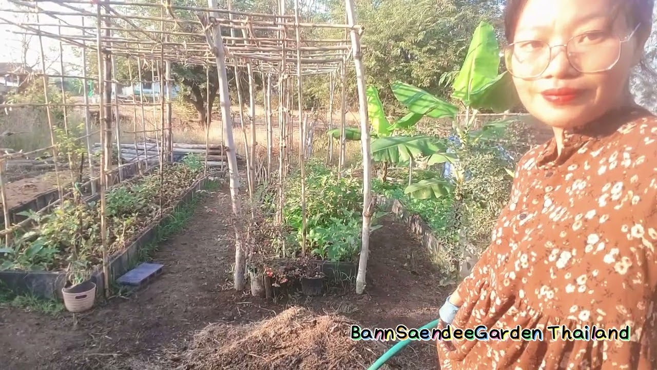 #108 ที่สวนปรุงดินแบบนี้ ดินฟูดี ปลูกผักอะไรก็งาม ไม่หมักดินก็ปลูกได้/ปลูกถั่วฝักยาวแบบหยอดเมล็ด