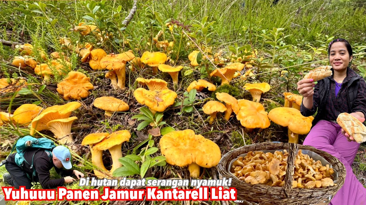 YUHUUU PANEN JAMUR LIAR KANTARELL UKURAN KECIL DAPAT BANYAK! REBUTAN SAMA NYAMUK | CHANTERELLE