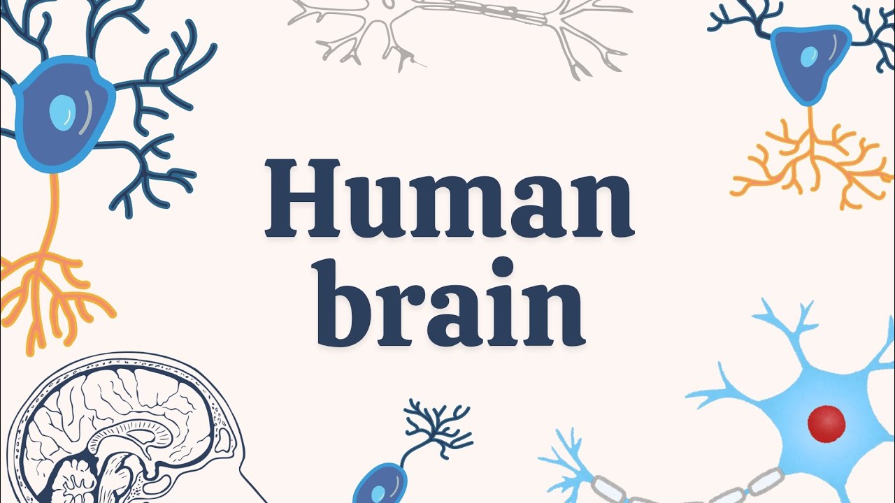 🧠 The Human Brain Explained | Forebrain, Midbrain & Hindbrain in Simple Words. 