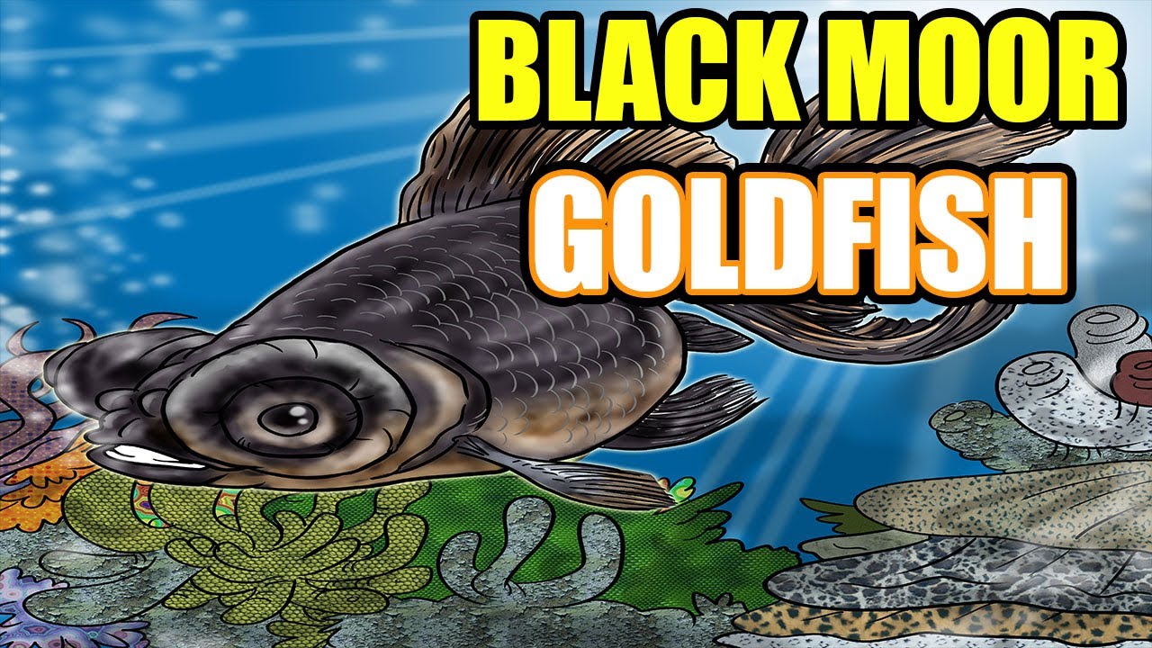 Black Moor Goldfish Care And Info - All About The Black Moor