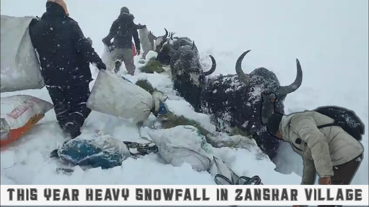 This year heavy snowfall in Zanskar || Yak after a snowfall in Zanskar village