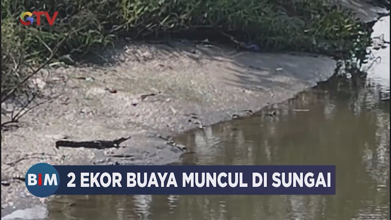 Dua Ekor Buaya Muncul di Sungai Bawah Jembatan Nginden Surabaya Bikin Geger - BIM 08/09