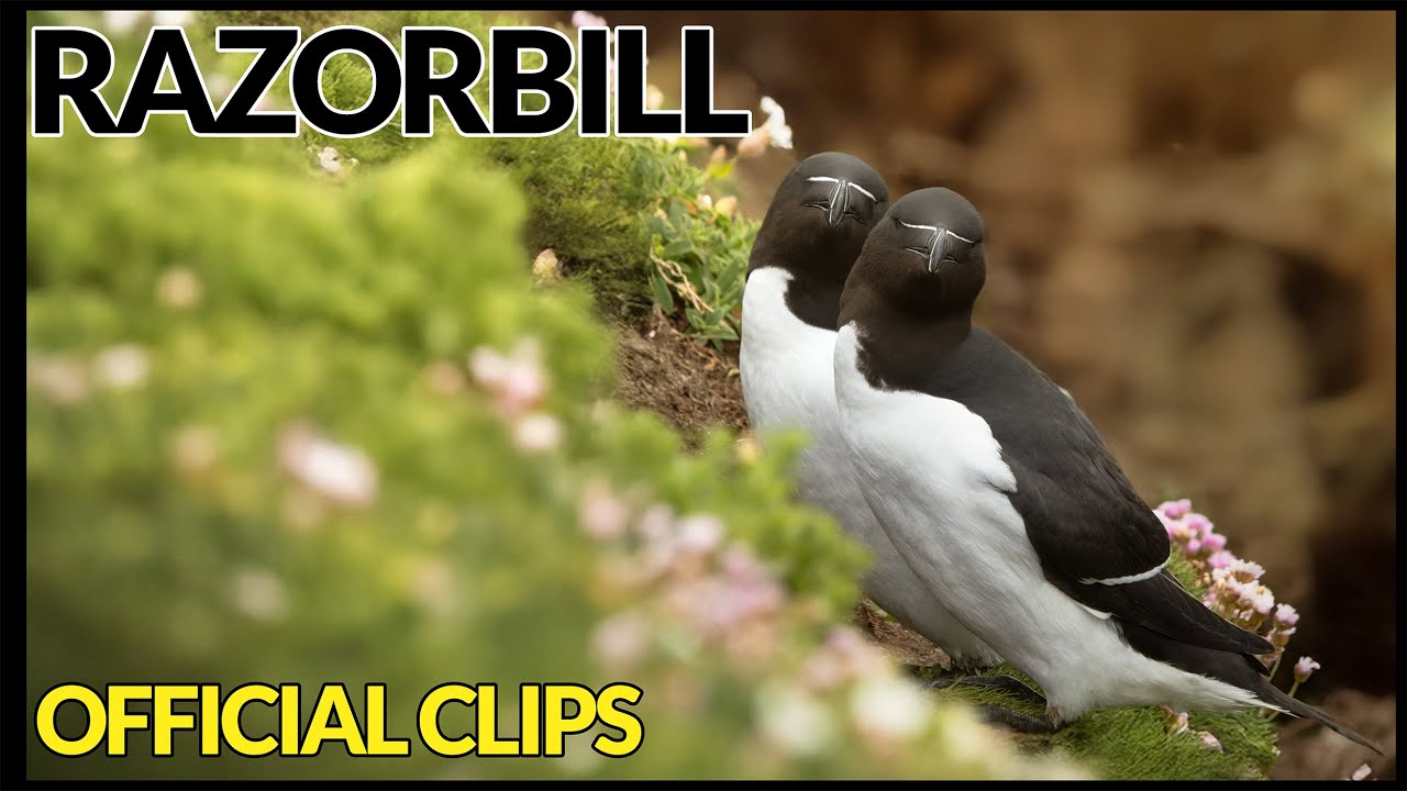 The Viral Razorbill Returns – The Bird That Shocked the Internet | 2025 Unreleased Footage