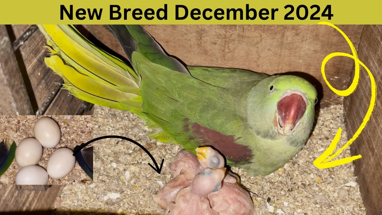 Raw parrots new Breeding December 2024