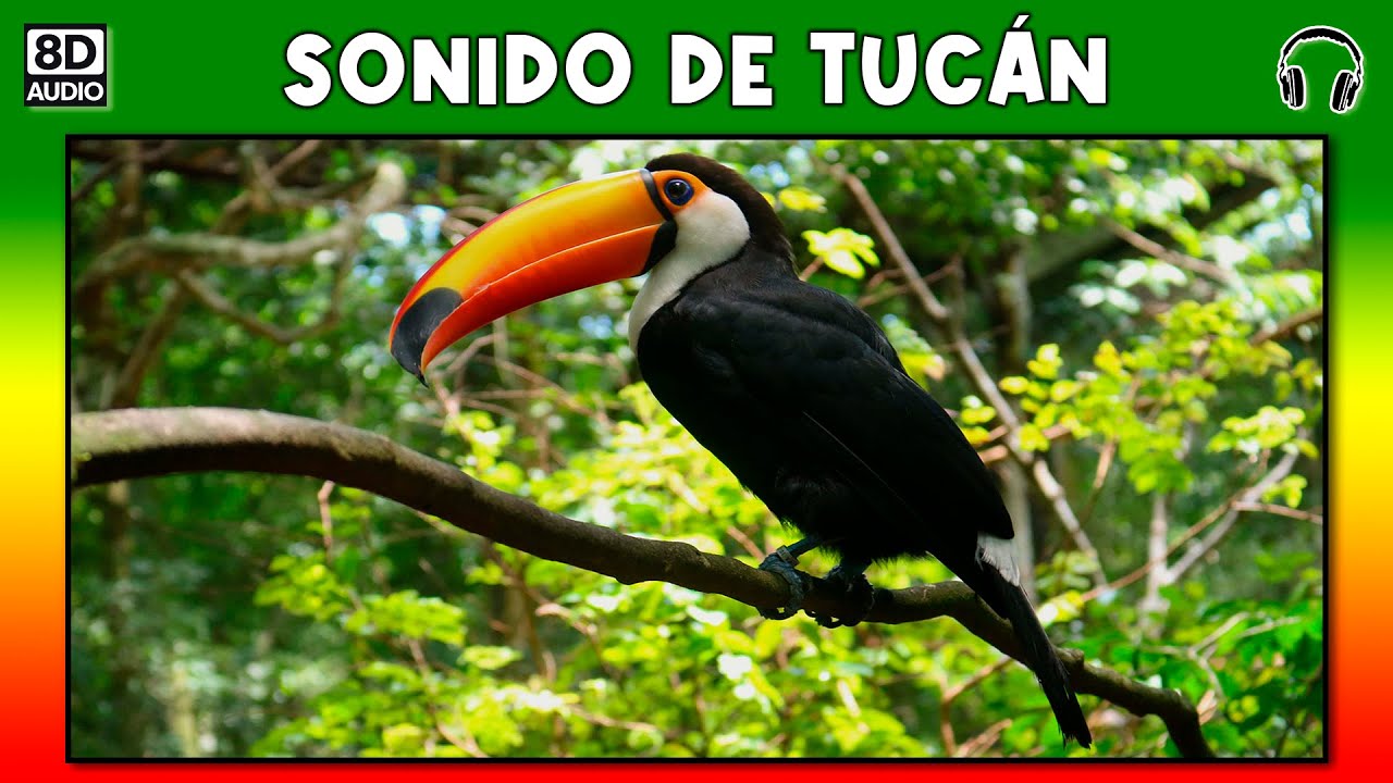 SONIDO DE TUCAN 🐦