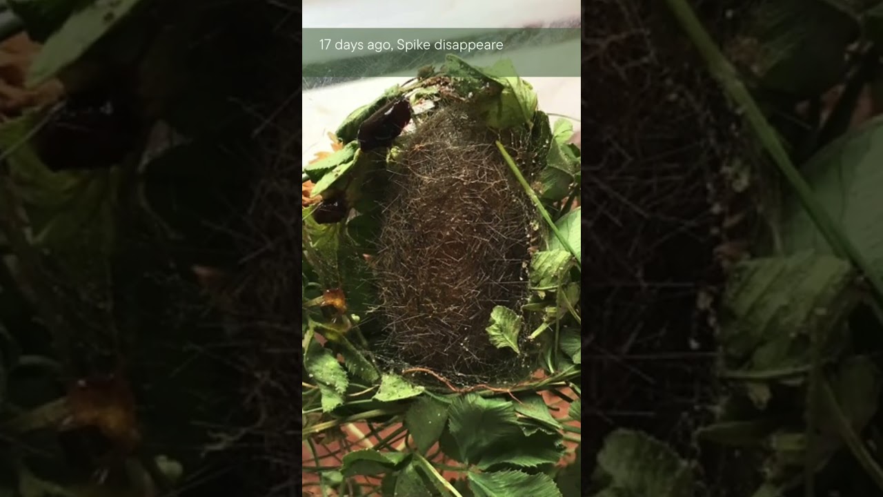 My time with a Tiger…moth 