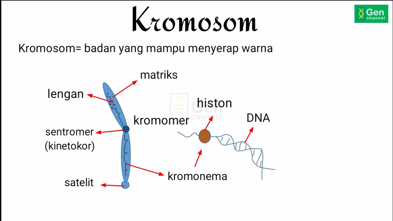 KROMOSOM, STRUKTUR, TIPE, KARIOTIPE, DAN BENTUKNYA