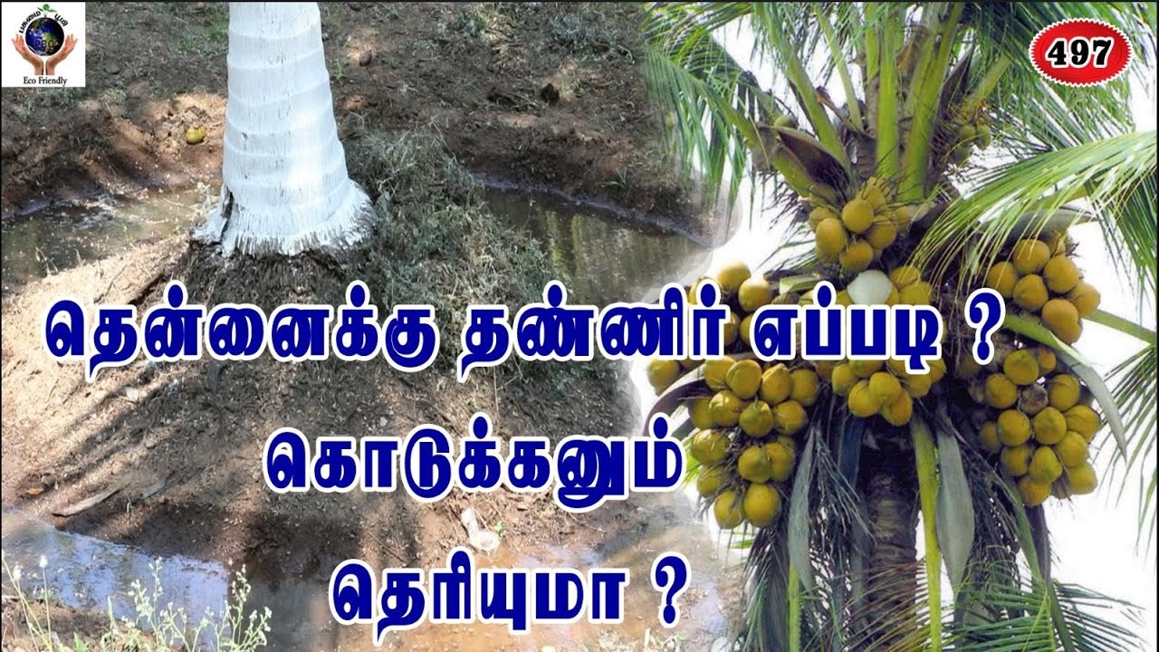 தென்னைக்கு எப்படி? தண்ணீர் கொடுக்கணும் தெரியுமா?How about coconut? Do you know how to water it?#496