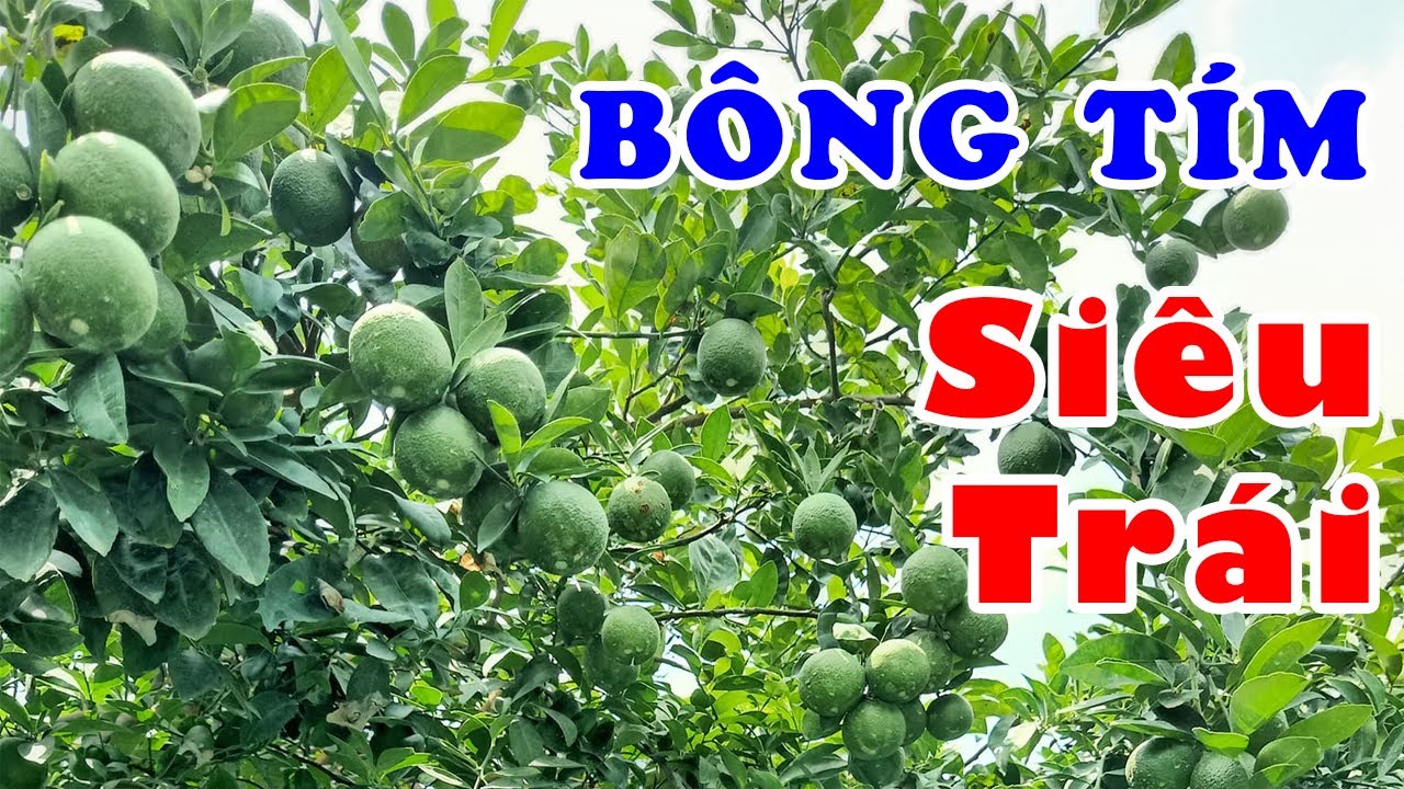 Vườn Chanh B&ocirc;ng T&iacute;m Si&ecirc;u Tr&aacute;i - Vườn Chanh &Uacute;t Luận