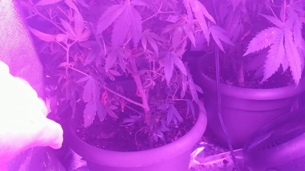2nd Grow - Cali Kush Haze