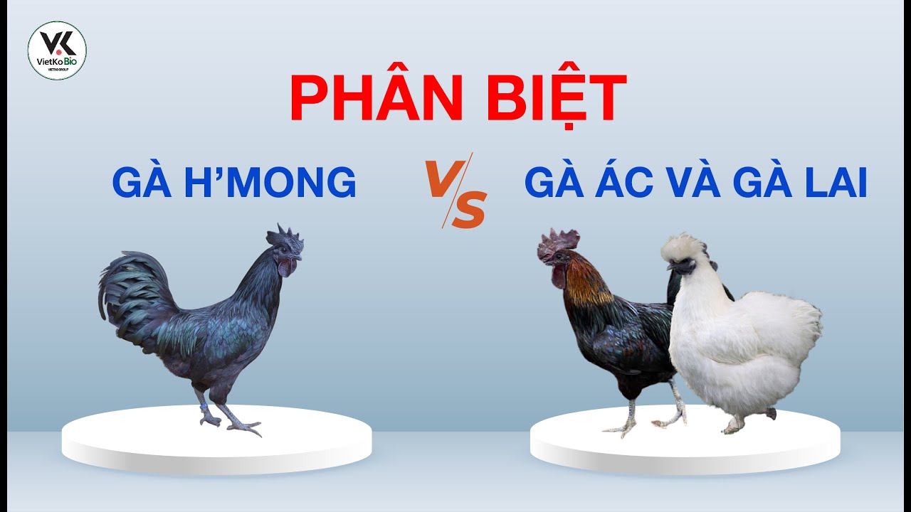 Hướng dẫn cách phân biệt gà đen H’Mông thuần chủng với gà nuôi và gà ác순종 흐몽 검은 닭 및 양계와 오골계 구별 방법
